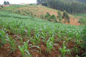 Agriculture