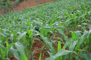 Agriculture