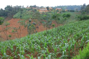 Agriculture